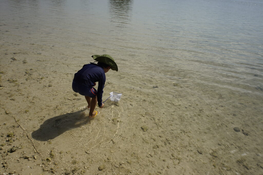 子供がビーチで魚を探している写真