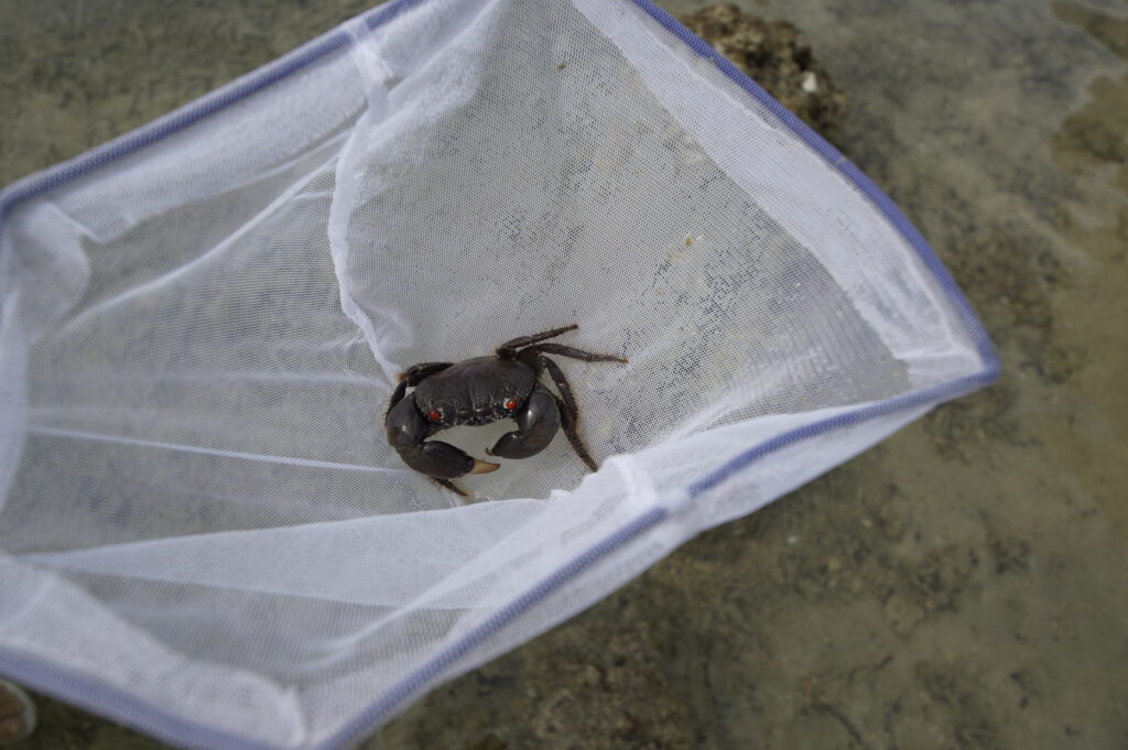 金魚網でカニを捕っている写真